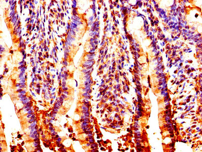 IHC image of NUCB2 Antibody diluted at 1:200 and staining in paraffin-embedded human small intestine tissue performed on a Leica BondTM system. After dewaxing and hydration, antigen retrieval was mediated by high pressure in a citrate buffer (pH 6.0). Section was blocked with 10% normal goat serum 30min at RT. Then primary antibody (1% BSA) was incubated at 4°C overnight. The primary is detected by a biotinylated secondary antibody and visualized using an HRP conjugated SP system.Rabbit anti-Human NUCB2 Polyclonal Antibody