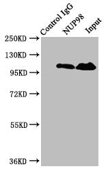 Immunoprecipitating NUP98 in Jurkat whole cell lysate | Lane 1: Rabbit control IgG instead of NUP98 Antibody in Jurkat whole cell lysate. | For western blotting, a HRP-conjugated Protein G antibody was used as the secondary antibody (1/2000) | Lane 2: NUP98 Antibody (8μg) + Jurkat whole cell lysate (500μg) | Lane 3: Jurkat whole cell lysate (20μg)Rabbit anti-Human NUP98 Polyclonal Antibody