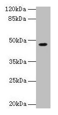 Western blot  | All lanes: NXF5 antibody at 4µg/ml + HL60 whole cell lysate  | Secondary  | Goat polyclonal to rabbit IgG at 1/10000 dilution  | Predicted band size: 46, 43, 20, 36, 35 kDa  | Observed band size: 46 kDaRabbit anti-Human NXF5 Polyclonal Antibody