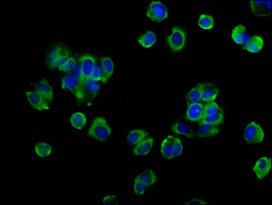 Immunofluorescence staining of MCF-7 cells with OCLN Antibody at 1:133, counter-stained with DAPI. The cells were fixed in 4% formaldehyde, permeabilized using 0.2% Triton X-100 and blocked in 10% normal Goat Serum. The cells were then incubated with the antibody overnight at 4°C. The secondary antibody was Alexa Fluor 488-congugated AffiniPure Goat Anti-Rabbit IgG(H+L).Rabbit anti-Human OCLN Polyclonal Antibody