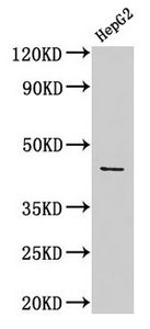 Western Blot  | Positive WB detected in: HepG2 whole cell lysate  | All lanes: ACTB antibody at 1:1000  | Secondary  | Goat polyclonal to rabbit IgG at 1/50000 dilution  | Predicted band size: 42 kDa  | Observed band size: 42 kDa
