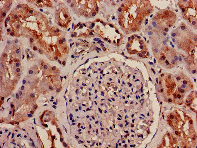 IHC image of OLR1 Antibody diluted at 1:1200 and staining in paraffin-embedded human kidney tissue performed on a Leica BondTM system. After dewaxing and hydration, antigen retrieval was mediated by high pressure in a citrate buffer (pH 6.0). Section was blocked with 10% normal goat serum 30min at RT. Then primary antibody (1% BSA) was incubated at 4°C overnight. The primary is detected by a biotinylated secondary antibody and visualized using an HRP conjugated SP system.Rabbit anti-Human OLR1 Polyclonal Antibody