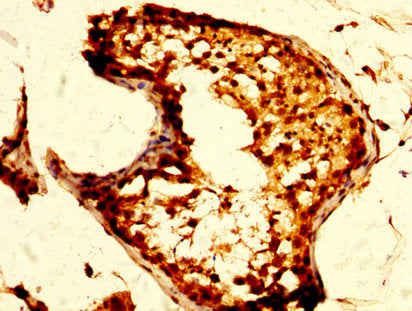 IHC image of OPRM1 Antibody diluted at 1:500 and staining in paraffin-embedded human testis tissue performed on a Leica BondTM system. After dewaxing and hydration, antigen retrieval was mediated by high pressure in a citrate buffer (pH 6.0). Section was blocked with 10% normal goat serum 30min at RT. Then primary antibody (1% BSA) was incubated at 4°C overnight. The primary is detected by a biotinylated secondary antibody and visualized using an HRP conjugated SP system.Rabbit anti-Human OPRM1 Polyclonal Antibody