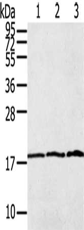 Gel: 12%SDS-PAGE, Lysate: 40 μg, Lane 1-3: Raw264.7, 231 cells, Raji cells, Primary antibody: LAIR2 Antibody(LAIR2 Antibody) at dilution 1/400, Secondary antibody: Goat anti rabbit IgG at 1/8000 dilution, Exposure time: 5 minutes