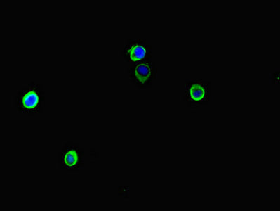 Immunofluorescent analysis of Hela cells using ARAF Antibody at dilution of 1:100 and Alexa Fluor 488-congugated AffiniPure Goat Anti-Rabbit IgG(H+L)Rabbit anti-Human ARAF Polyclonal Antibody