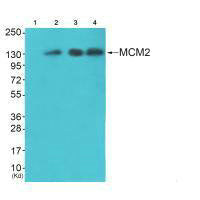 Western blot analysis of extracts from 3T3 cells (Lane 2), k562 cells (Lane 3) and HepG2 cells (Lane 4), using MCM2 antiobdy. The lane on the left is treated with synthesized peptide.