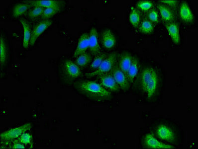 Immunofluorescent analysis of HepG2 cells using OXT Antibody at dilution of 1:100 and Alexa Fluor 488-congugated AffiniPure Goat Anti-Rabbit IgG(H+L)Rabbit anti-Human OXT Polyclonal Antibody