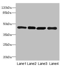 Western blot | All lanes: PAICSantibody at 3.98μg/ml | Lane 1: Hela whole cell lysate | Lane 2: Raji whole cell lysate | Lane 3: 293T whole cell lysate | Lane 4: NIH/3T3 whole cell lysate | Secondary | Goat polyclonal to rabbit IgG at 1/10000 dilution | Predicted band size: 47 kDa | Observed band size: 47 kDaRabbit anti-Human PAICS Polyclonal Antibody