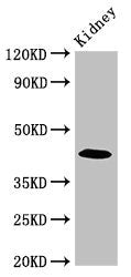 Western Blot | Positive WB detected in: Mouse kidney tissue | All lanes: PALM antibody at 2.7μg/ml | Secondary | Goat polyclonal to rabbit IgG at 1/50000 dilution | Predicted band size: 43, 38 kDa | Observed band size: 43 kDaRabbit anti-Human PALM Polyclonal Antibody