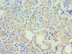 Immunohistochemistry of paraffin-embedded human pancreatic tissue using PAX6 Antibody at dilution of 1:100Rabbit anti-Human PAX6 Polyclonal Antibody