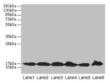 Western blot  | All lanes: BUD31 antibody at 5µg/ml  | Lane 1: Jurkat whole cell lysate  | Lane 2: Raji whole cell lysate  | Lane 3: NIH/3T3 whole cell lysate  | Lane 4: K562 whole cell lysate  | Lane 5: HepG2 whole cell lysate  | Lane 6: U251 whole cell lysate  | Secondary  | Goat polyclonal to rabbit IgG at 1/10000 dilution  | Predicted band size: 17, 18 kDa  | Observed band size: 17 kDa
