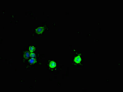 Immunofluorescent analysis of Hela cells using PCBD1 Antibody at dilution of 1:100 and Alexa Fluor 488-congugated AffiniPure Goat Anti-Rabbit IgG(H+L)Rabbit anti-Human PCBD1 Polyclonal Antibody