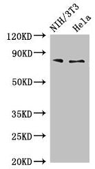 Western Blot  | Positive WB detected in: NIH/3T3 whole cell lysate, Hela whole cell lysate  | All lanes: PCCA antibody at 4µg/ml  | Secondary  | Goat polyclonal to rabbit IgG at 1/50000 dilution  | Predicted band size: 81, 78, 76 kDa  | Observed band size: 81 kDaRabbit anti-Human PCCA Polyclonal Antibody