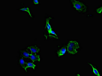 Immunofluorescent analysis of Hela cells using the antibody at dilution of 1:100 and Alexa Fluor 488-congugated AffiniPure Goat Anti-Rabbit IgG(H+L)Rabbit anti-Human PCSK5 Polyclonal Antibody