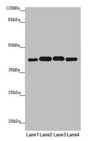 Western blot  | All lanes: PDHA2 antibody at 1.9µg/ml  | Lane 1: Mouse gonadal tissue  | Lane 2: 293T whole cell lysate  | Lane 3: A549 whole cell lysate  | Lane 4: HepG2 whole cell lysate  | Secondary  | Goat polyclonal to rabbit IgG at 1/10000 dilution  | Predicted band size: 43 kDa  | Observed band size: 43 kDaRabbit anti-Human PDHA2 Polyclonal Antibody