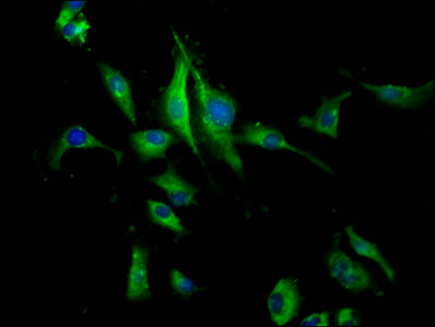 Immunofluorescence staining of U251 cells with PEAR1 Antibody at 1:133, counter-stained with DAPI. The cells were fixed in 4% formaldehyde, permeabilized using 0.2% Triton X-100 and blocked in 10% normal Goat Serum. The cells were then incubated with the antibody overnight at 4°C. The secondary antibody was Alexa Fluor 488-congugated AffiniPure Goat Anti-Rabbit IgG(H+L).Rabbit anti-Human PEAR1 Polyclonal Antibody