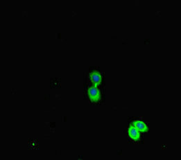 Immunofluorescent analysis of HepG2 cells using PEBP1 Antibody at dilution of 1:100 and Alexa Fluor 488-congugated AffiniPure Goat Anti-Rabbit IgG(H+L)Rabbit anti-Human PEBP1 Polyclonal Antibody