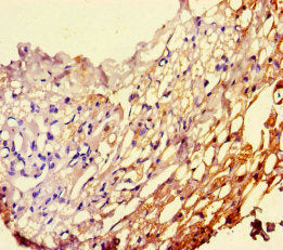Immunohistochemistry of paraffin-embedded human thyroid tissue using the antibody at dilution of 1:100Rabbit anti-Human PEBP1 Polyclonal Antibody