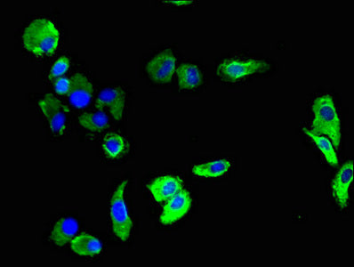 Immunofluorescent analysis of HepG2 cells using PECAM1 Antibody at dilution of 1:100 and Alexa Fluor 488-congugated AffiniPure Goat Anti-Rabbit IgG(H+L)Rabbit anti-Human PECAM1 Polyclonal Antibody