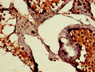 Immunohistochemistry of paraffin-embedded human testis tissue using PEPD Antibody at dilution of 1:100Rabbit anti-Human PEPD Polyclonal Antibody