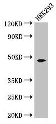 Western Blot  | Positive WB detected in: HEK293 whole cell lysate  | All lanes: PEPD antibody at 1.5µg/ml  | Secondary  | Goat polyclonal to rabbit IgG at 1/50000 dilution  | Predicted band size: 55, 50, 48 kDa  | Observed band size: 48 kDaRabbit anti-Human PEPD Polyclonal Antibody