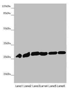 Western blot  | All lanes: PGLS antibody at 4.19µg/ml  | Lane 1: Mouse liver tissue  | Lane 2: Mouse brain tissue  | Lane 3: U251 whole cell lysate  | Lane 4: THP-1 whole cell lysate  | Lane 5: HepG2 whole cell lysate  | Lane 6: Hela whole cell lysate  | Secondary  | Goat polyclonal to rabbit IgG at 1/10000 dilution  | Predicted band size: 28 kDa  | Observed band size: 28 kDaRabbit anti-Human PGLS Polyclonal Antibody