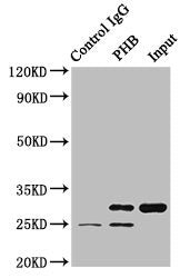 Immunoprecipitating PHB in HEK293 whole cell lysate  | Lane 1: Rabbit control IgG (1µg) instead of PHB Antibody in HEK293 whole cell lysate. For western blotting, a HRP-conjugated Protein G antibody was used as the secondary antibody (1/2000)  | Lane 2: PHB Antibody (8µg) + HEK293 whole cell lysate (500µg)  | Lane 3: HEK293 whole cell lysate (10µg)Rabbit anti-Human PHB Polyclonal Antibody