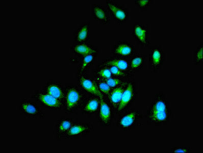 Immunofluorescent analysis of Hela cells using PHPT1 Antibody at dilution of 1:100 and Alexa Fluor 488-congugated AffiniPure Goat Anti-Rabbit IgG(H+L)Rabbit anti-Human PHPT1 Polyclonal Antibody