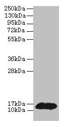Western blot  | All lanes: PHPT1 antibody at 2µg/ml + MCF-7 whole cell lysate  | Secondary  | Goat polyclonal to rabbit IgG at 1/10000 dilution  | Predicted band size: 14 kDa  | Observed band size: 14 kDaRabbit anti-Human PHPT1 Polyclonal Antibody