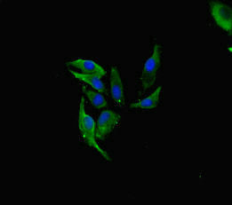 Immunofluorescent analysis of Hela cells using FAU Antibody at dilution of 1:100 and Alexa Fluor 488-congugated AffiniPure Goat Anti-Rabbit IgG(H+L)Rabbit anti-Human FAU Polyclonal Antibody