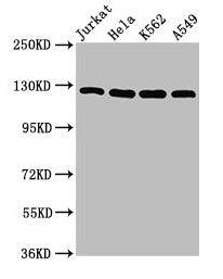 Western Blot  | Positive WB detected in: Jurkat whole cell lysate, Hela whole cell lysate, K562 whole cell lysate, A549 whole cell lysate  | All lanes: POLD1 antibody at 5µg/ml  | Secondary  | Goat polyclonal to rabbit IgG at 1/50000 dilution  | Predicted band size: 124 kDa  | Observed band size: 124 kDaRabbit anti-Human POLD1 Polyclonal Antibody