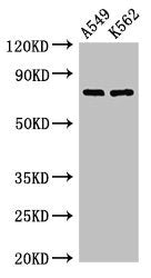Western Blot  | Positive WB detected in: A549 whole cell lysate, K562 whole cell lysate  | All lanes: POLH antibody at 2.8µg/ml  | Secondary  | Goat polyclonal to rabbit IgG at 1/50000 dilution  | Predicted band size: 79, 47 kDa  | Observed band size: 79 kDa