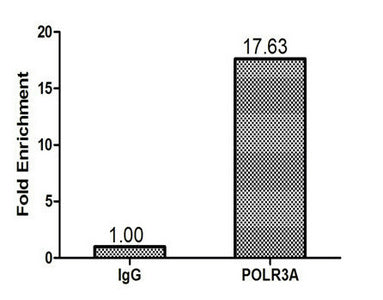 Chromatin Immunoprecipitation 293T (1.6*106) were cross-linked with formaldehyde, sonicated, and immunoprecipitated with 4µg anti-POLR3A or a control normal rabbit IgG. The resulting ChIP DNA was quantified using real-time PCR with primers (the antibody against the tRNA-Leu Anti-Codon (TAG) promoter.Rabbit anti-Human POLR3A Polyclonal Antibody