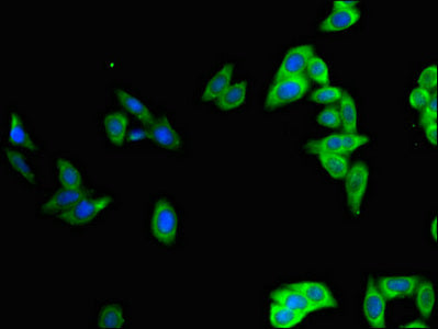 Immunofluorescent analysis of HepG2 cells using POU2F2 Antibody at dilution of 1:100 and Alexa Fluor 488-congugated AffiniPure Goat Anti-Rabbit IgG(H+L)Rabbit anti-Human POU2F2 Polyclonal Antibody