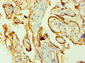 Immunohistochemistry of paraffin-embedded human placenta tissue using PPIB Antibody at dilution of 1:100Rabbit anti-Human PPIB Polyclonal Antibody