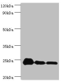 Western blot  | All lanes: PPIB antibody at 9µg/ml  | Lane 1: NIH/3T3 whole cell lysate  | Lane 2: Hela whole cell lysate  | Lane 3: HepG2 whole cell lysate  | Secondary  | Goat polyclonal to rabbit IgG at 1/10000 dilution  | Predicted band size: 24 kDa  | Observed band size: 24 kDaRabbit anti-Human PPIB Polyclonal Antibody