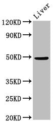 Western Blot | Positive WB detected in: Mouse liver tissue | All lanes: PPM1F antibody at 3μg/ml | Secondary | Goat polyclonal to rabbit IgG at 1/50000 dilution | Predicted band size: 50, 39 kDa | Observed band size: 50 kDaRabbit anti-Human PPM1F Polyclonal Antibody