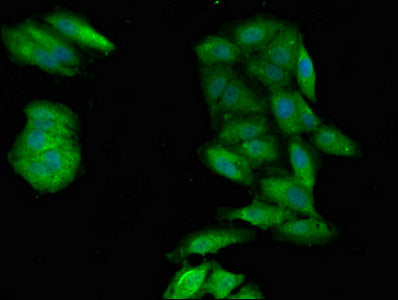 Immunofluorescent analysis of Hela cells using PPP1CA Antibody at dilution of 1:100 and Alexa Fluor 488-congugated AffiniPure Goat Anti-Rabbit IgG(H+L)Rabbit anti-Human PPP1CA Polyclonal Antibody
