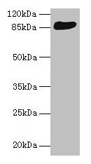 Western blot  | All lanes: THAP12 antibody at 10µg/ml + HepG2 whole cell lysate  | Secondary  | Goat polyclonal to rabbit IgG at 1/10000 dilution  | Predicted band size: 88, 57 kDa  | Observed band size: 88 kDaRabbit anti-Human THAP12 Polyclonal Antibody