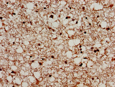 IHC image of PRODH Antibody diluted at 1:300 and staining in paraffin-embedded human brain tissue performed on a Leica BondTM system. After dewaxing and hydration, antigen retrieval was mediated by high pressure in a citrate buffer (pH 6.0). Section was blocked with 10% normal goat serum 30min at RT. Then primary antibody (1% BSA) was incubated at 4°C overnight. The primary is detected by a biotinylated secondary antibody and visualized using an HRP conjugated SP system.Rabbit anti-Human PRODH Polyclonal Antibody