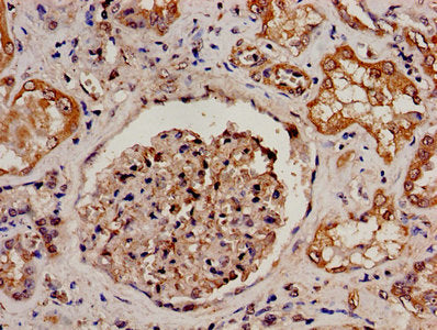 IHC image of PRODH Antibody diluted at 1:300 and staining in paraffin-embedded human kidney tissue performed on a Leica BondTM system. After dewaxing and hydration, antigen retrieval was mediated by high pressure in a citrate buffer (pH 6.0). Section was blocked with 10% normal goat serum 30min at RT. Then primary antibody (1% BSA) was incubated at 4°C overnight. The primary is detected by a biotinylated secondary antibody and visualized using an HRP conjugated SP system.Rabbit anti-Human PRODH Polyclonal Antibody