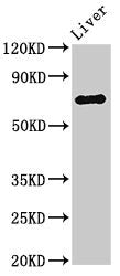 Western Blot | Positive WB detected in: Rat liver tissue | All lanes: PRODH antibody at 3μg/ml | Secondary | Goat polyclonal to rabbit IgG at 1/50000 dilution | Predicted band size: 69, 57, 60 kDa | Observed band size: 69 kDaRabbit anti-Human PRODH Polyclonal Antibody