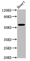 Western Blot  | Positive WB detected in: Mouse heart tissue  | All lanes: PSAP antibody at 3.3µg/ml  | Secondary  | Goat polyclonal to rabbit IgG at 1/50000 dilution  | Predicted band size: 59 kDa  | Observed band size: 59 kDaRabbit anti-Human PSAP Polyclonal Antibody