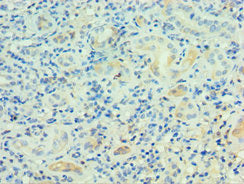 Immunohistochemistry of paraffin-embedded human kidney tissue using the antibody at dilution of 1:100