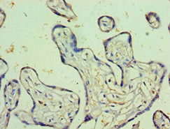 Immunohistochemistry of paraffin-embedded human placenta tissue using PSG1 Antibody at dilution of 1:100