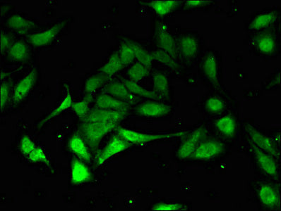 Immunofluorescent analysis of Hela cells using PSMA3 Antibody at dilution of 1:100 and Alexa Fluor 488-congugated AffiniPure Goat Anti-Rabbit IgG(H+L)Rabbit anti-Human PSMA3 Polyclonal Antibody