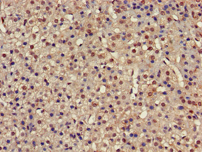 IHC image of PSMC4 Antibody diluted at 1:500 and staining in paraffin-embedded human adrenal gland tissue performed on a Leica BondTM system. After dewaxing and hydration, antigen retrieval was mediated by high pressure in a citrate buffer (pH 6.0). Section was blocked with 10% normal goat serum 30min at RT. Then primary antibody (1% BSA) was incubated at 4°C overnight. The primary is detected by a biotinylated secondary antibody and visualized using an HRP conjugated SP system.Rabbit anti-Human PSMC4 Polyclonal Antibody