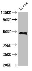 Western Blot | Positive WB detected in: Mouse liver tissue | All lanes: PSMC4 antibody at 3.4μg/ml | Secondary | Goat polyclonal to rabbit IgG at 1/50000 dilution | Predicted band size: 48, 44 kDa | Observed band size: 48 kDaRabbit anti-Human PSMC4 Polyclonal Antibody