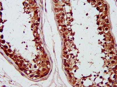 IHC image of PSMC6 Antibody diluted at 1:1200 and staining in paraffin-embedded human testis tissue performed on a Leica BondTM system. After dewaxing and hydration, antigen retrieval was mediated by high pressure in a citrate buffer (pH 6.0). Section was blocked with 10% normal goat serum 30min at RT. Then primary antibody (1% BSA) was incubated at 4°C overnight. The primary is detected by a biotinylated secondary antibody and visualized using an HRP conjugated SP system.Rabbit anti-Human PSMC6 Polyclonal Antibody