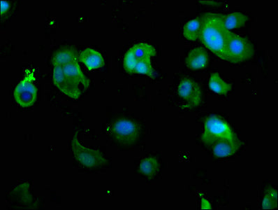 Immunofluorescence staining of MCF-7 cells with PSMD7 Antibody at 1:266, counter-stained with DAPI. The cells were fixed in 4% formaldehyde, permeabilized using 0.2% Triton X-100 and blocked in 10% normal Goat Serum. The cells were then incubated with the antibody overnight at 4°C. The secondary antibody was Alexa Fluor 488-congugated AffiniPure Goat Anti-Rabbit IgG(H+L).